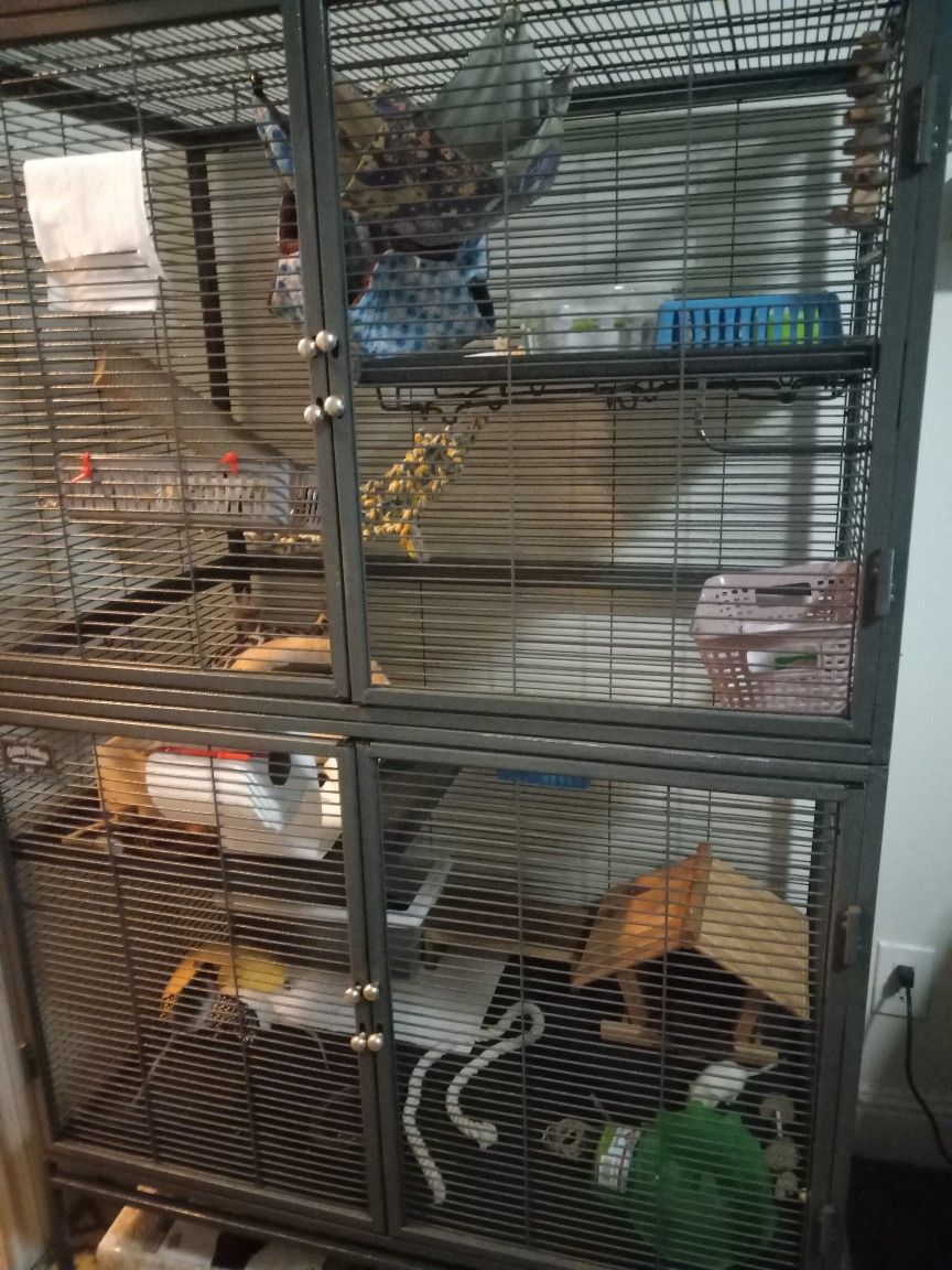 Double Critter Nation