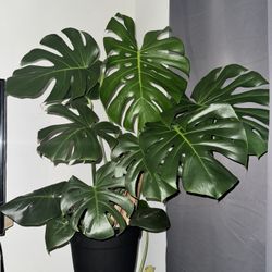 Beautiful monstera deliciosa 