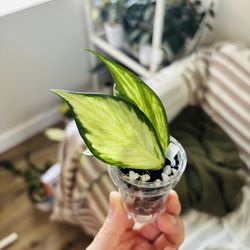 Hoya Polyneura Inner variegated
