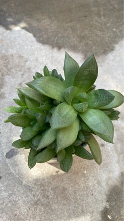haworthia