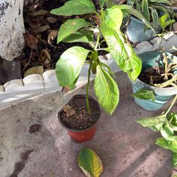Avocado Plant 
