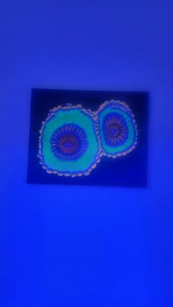3 light coral reef paintings