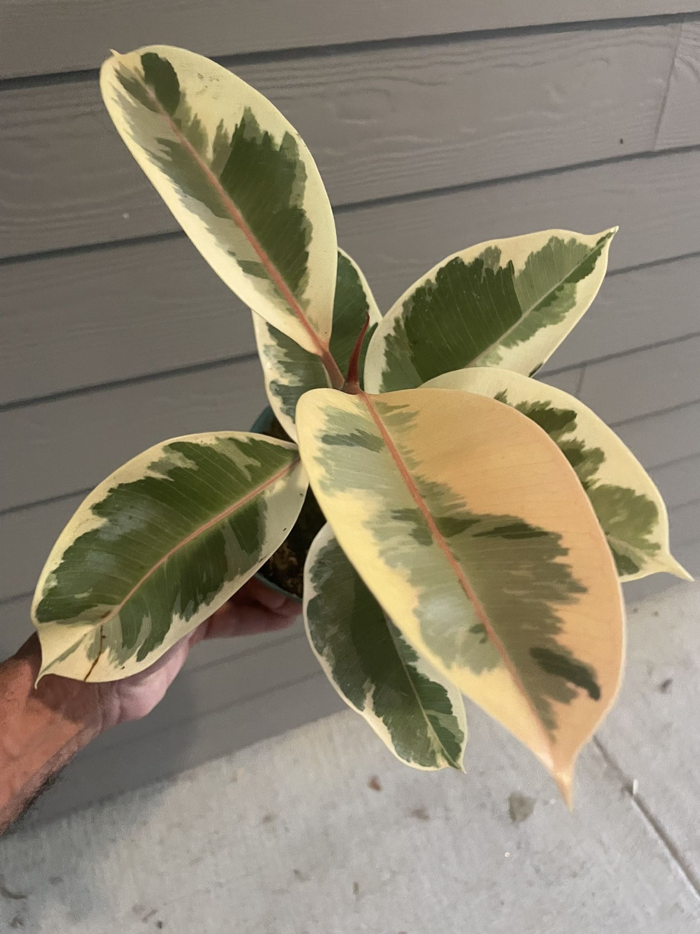 Ficus elastica 'Tineke' | Beautiful Variegated Rubber Tree | Grow 6’-10’ Ft | Currently 15”H 11”W | $3 Off With Pickup