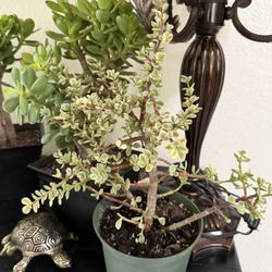 🌿—a symbol of prosperity 🪴VARIEGATED Elephant Bush🙏PLS READ DESCRIPTION💙13”H