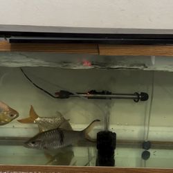 Fish Tank 