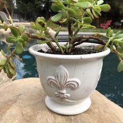 Jade Plant