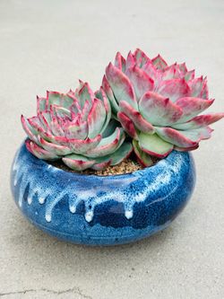 Succulents plants 🪴（Echeveria Agavoides 'Casio'）