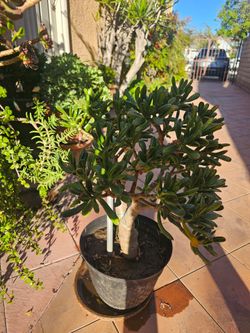 Succulant plant. 2 feet