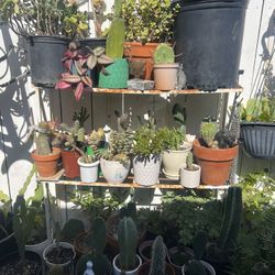 Garden / House Plants SALE Sat2/14 7 Am To 4 Pm 647 W Altadena Dr Altadena Ca