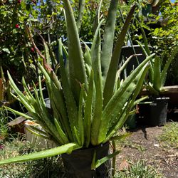 Aloe Plant #4
