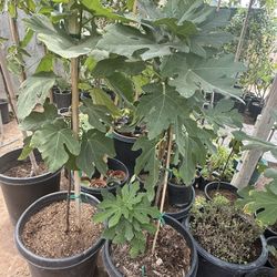 Black Mission Fig Trees 3F $35 Each