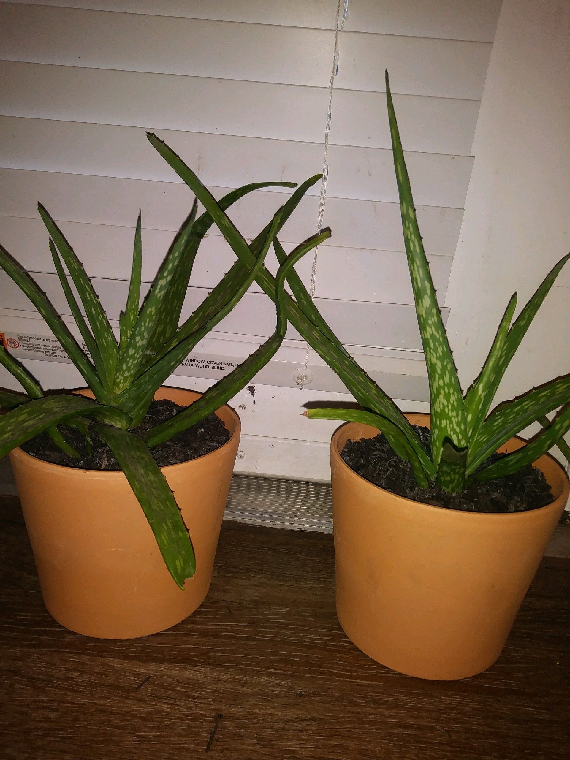 Aloevera Plants