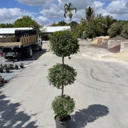 3 Ball Topiary - 7 Gallon