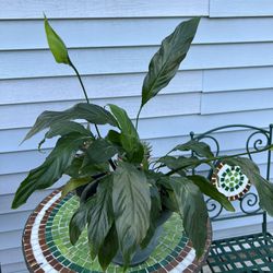 Live Healthy Glossy Green PEACE LILY plant 🪴 