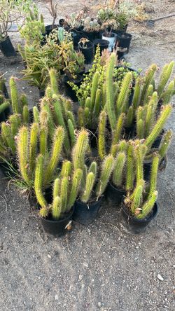 Cactus