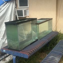 Fish Tanks 