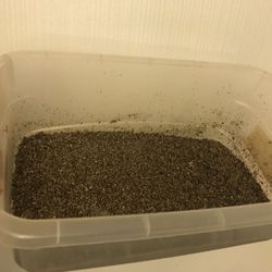 Lizard egg box