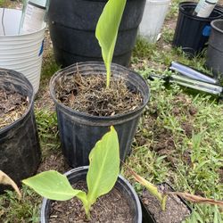 Canna Lilly Yellow Orange Variety Plant -5$ 