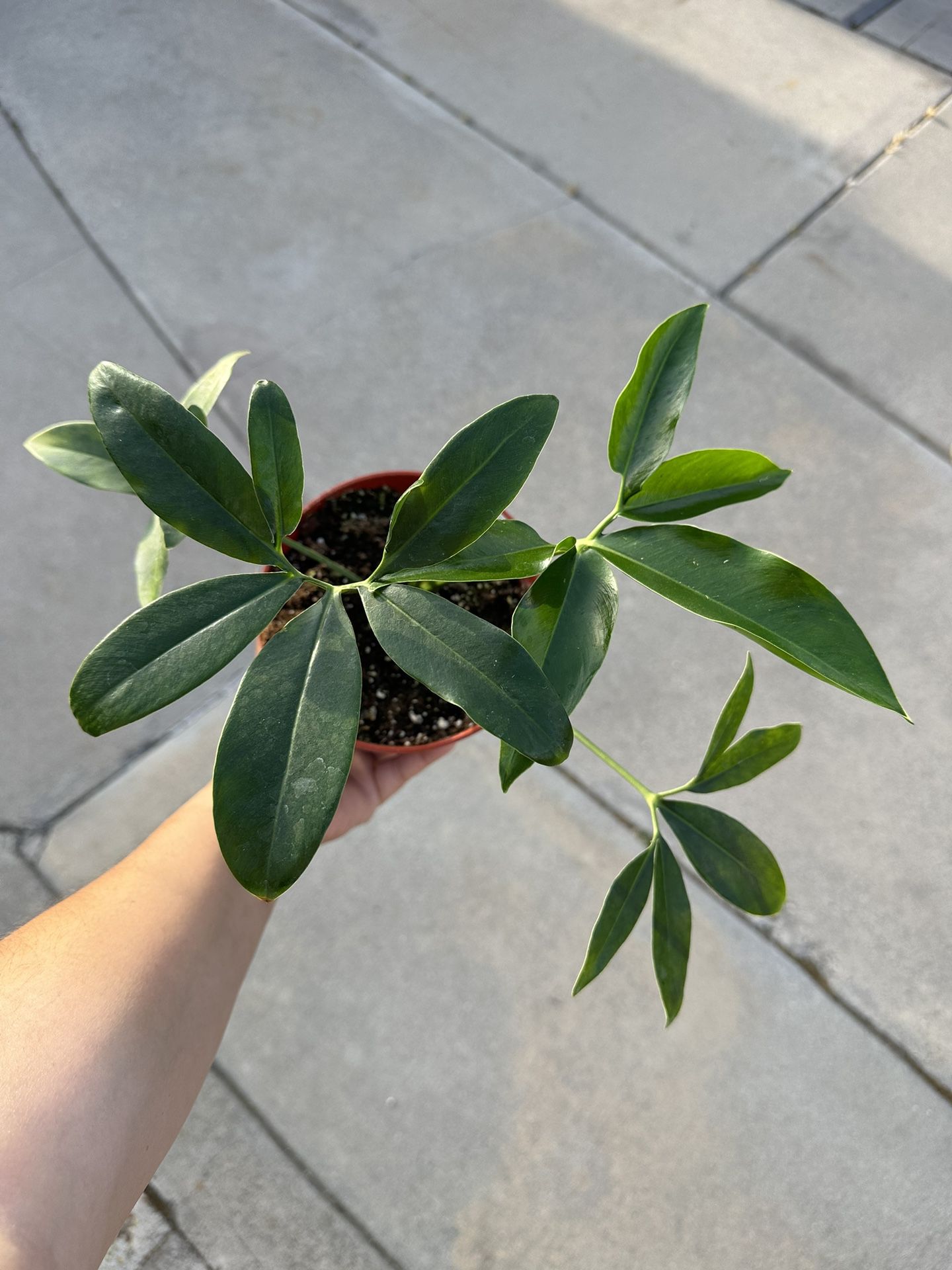 6” Philodendron Goeldii 
