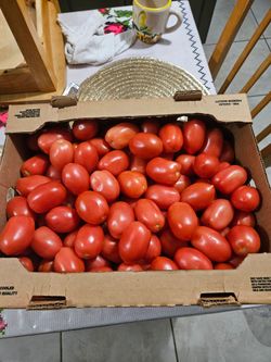 Tomate roma 25 lbs box