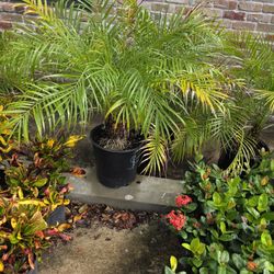 Robellini Palm 3gallones 