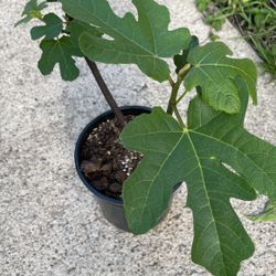 Chicago Hardy Fig Tree 