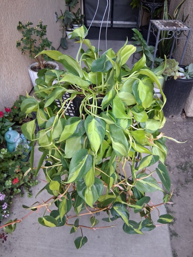 XLG Philodendron Brasil Plant $35