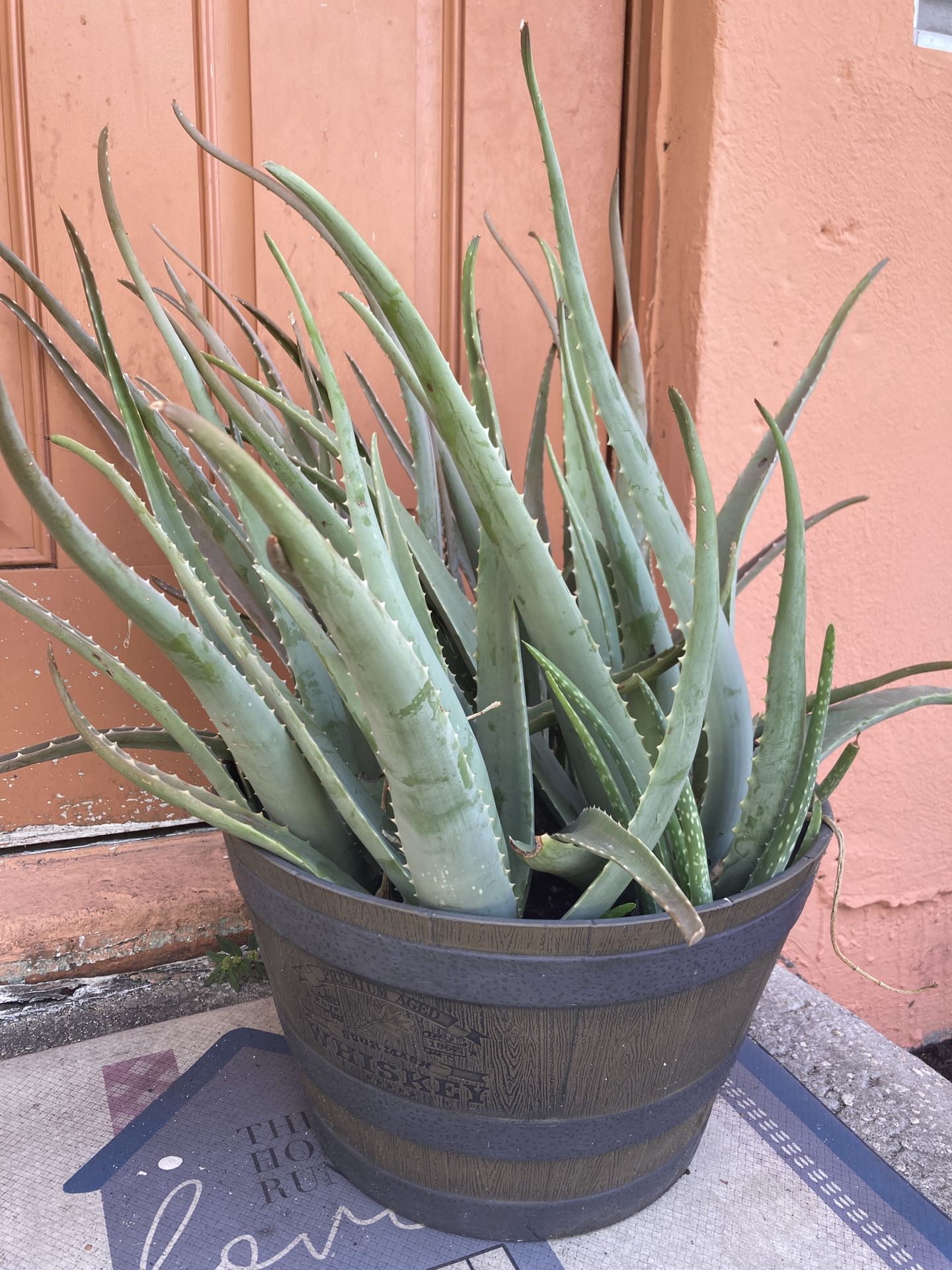 Barrel Of Aloe Vera Multiple Plants Beautiful Mother’s Day Gift 