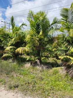Palm Trees