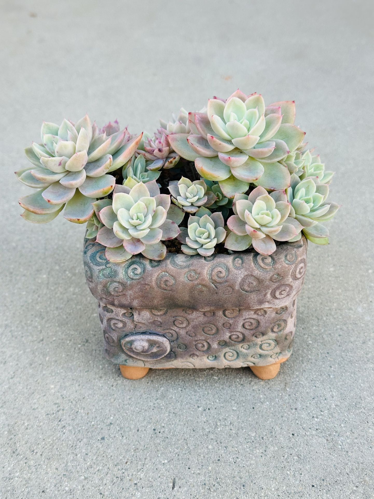 Succulents plants 🪴 (Echeveria 'Silk Veil')