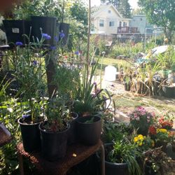 Huge Plant Sale 