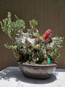 Old European Olive Bonsai Tree 