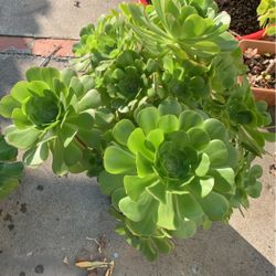Fresh Succulents Plant