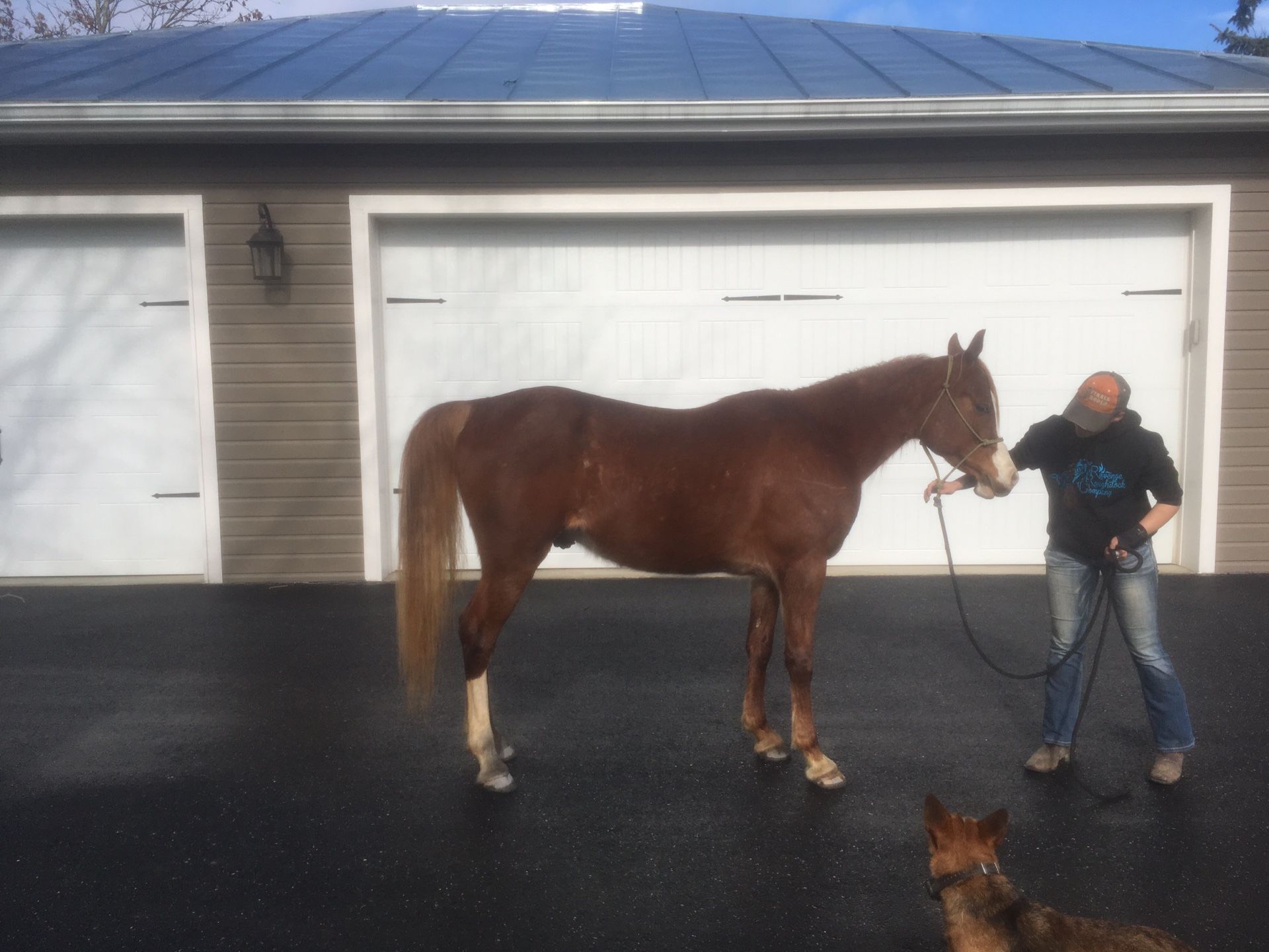 Beautiful Arabian gelding, endurance