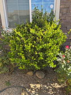 Plant for free