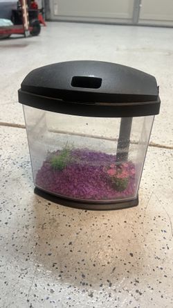Fish Or BETA TANK