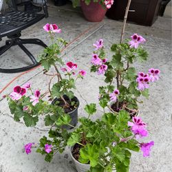 Geraniums