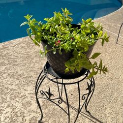 SUNNY.   ROSE. FLOWERING. PLANT