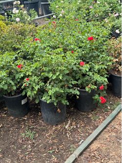 Red Carpet Rose 5 gal