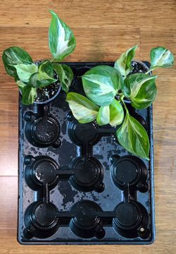 Manjula Pothos