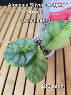 Alocasia Silver Dragon Aurea