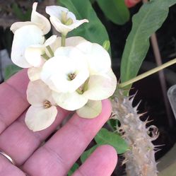 Corona De Cristo De Flor Mediana Color Blanca $30