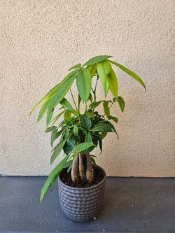 Money Tree in Ceramic