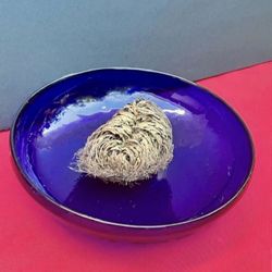 Rose of Jericho/Resurection Plant