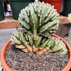 Mexico Cactus Crest Imported