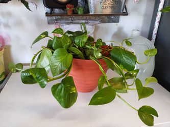 Plant