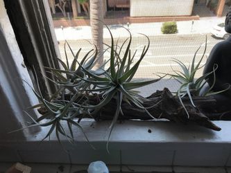 Air plants (tillandsias)