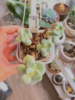 Graptosedum ‘Miul’