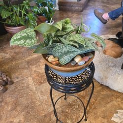 Satin Pothos In New 9in Wide Ceramic Pot With Polished Stones 