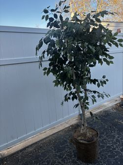 Fake Plant